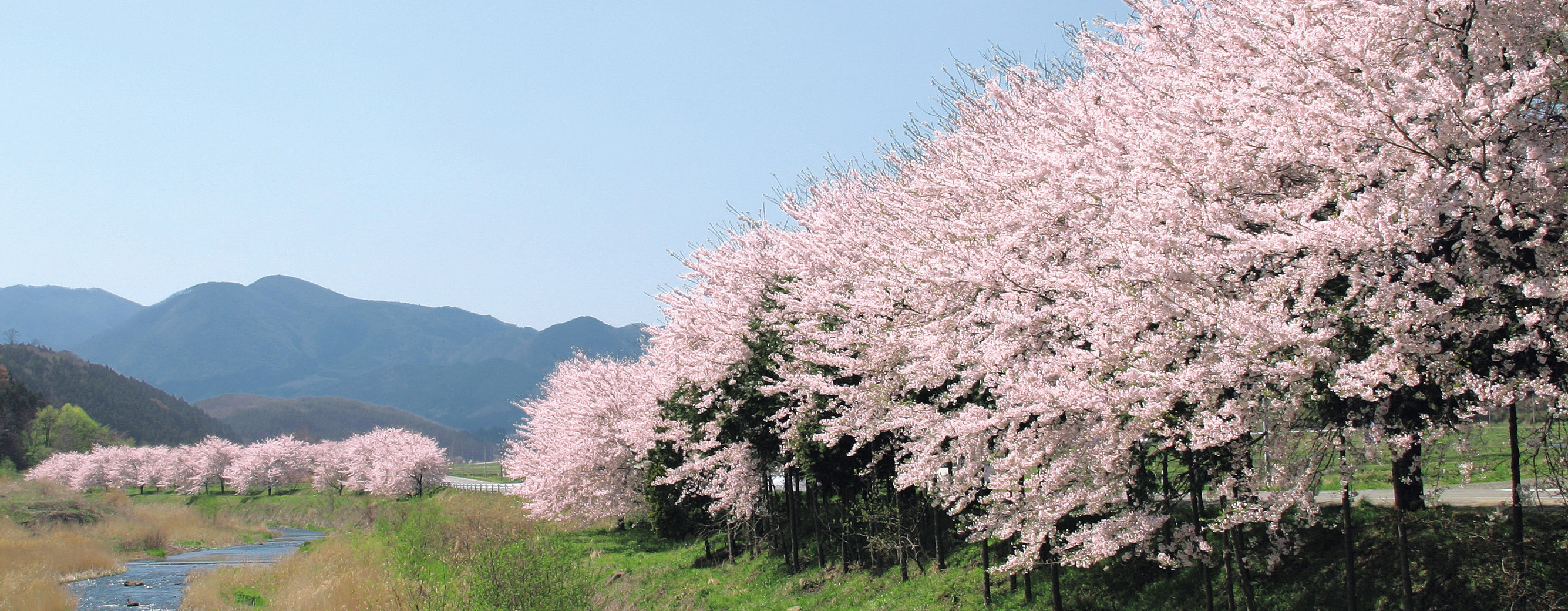 釈迦堂川沿いの桜並木
